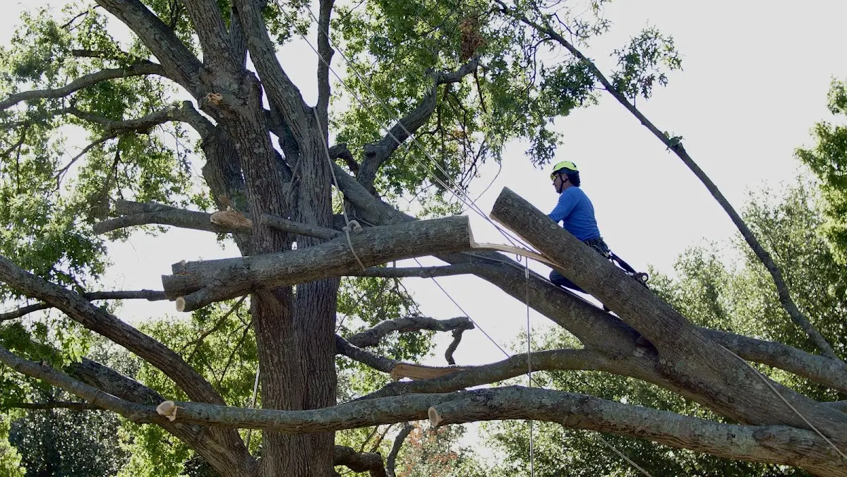 Professional Hazardous Tree Removal performed by certified arborists in Clare