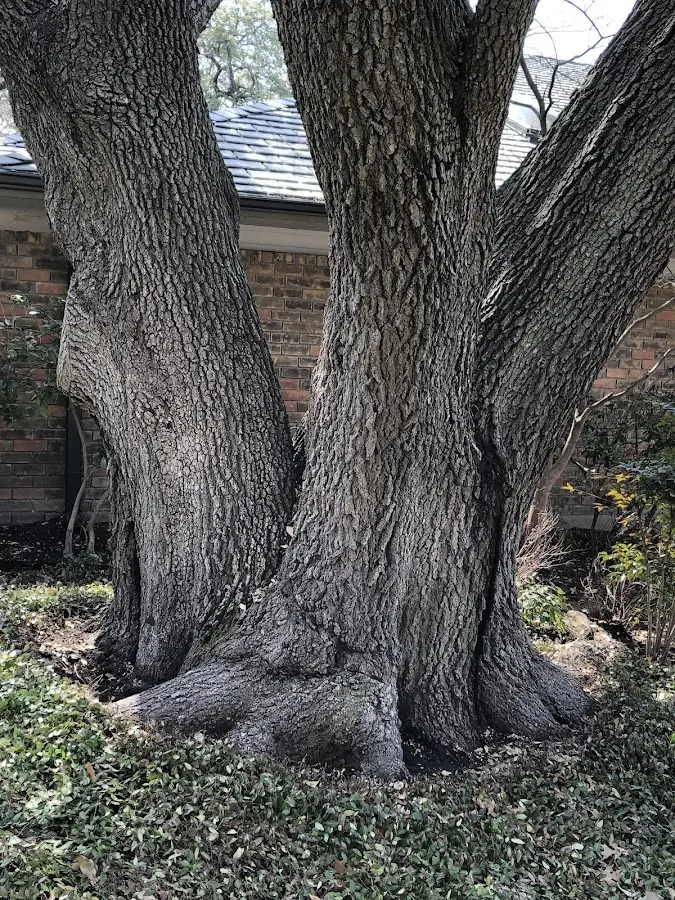 Mature heritage tree close to a Clare property cared for by certified arborists